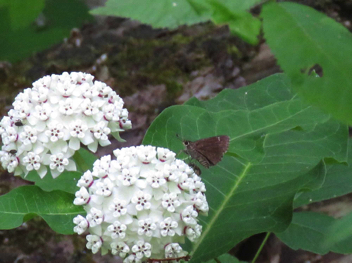 Bell's Roadside-Skipper